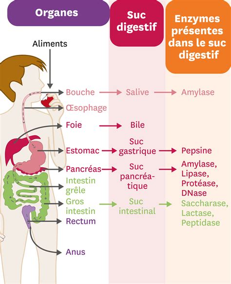 Comment Les Aliments Sont Ils Transform S En Nutriments