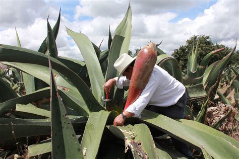 De La Cacariza Al Tornillo Los Utensilios Para Beber Pulque Infobae