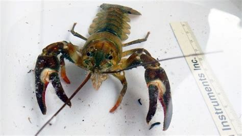 Crayfish native to Pacific Northwest found in lake near Alexandria ...