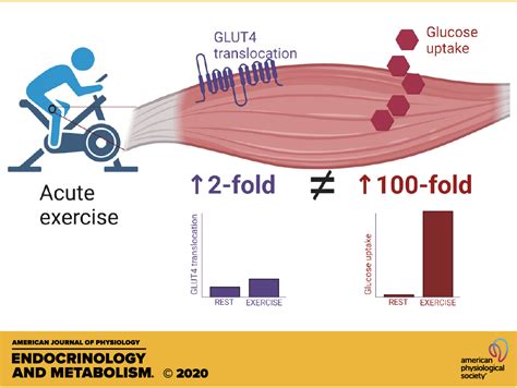 Is Glut Translocation The Answer To Exercise Stimulated Muscle Glucose