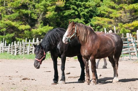 Percheron Horse Breed Guide: Characteristics, Health & Nutrition | Mad Barn