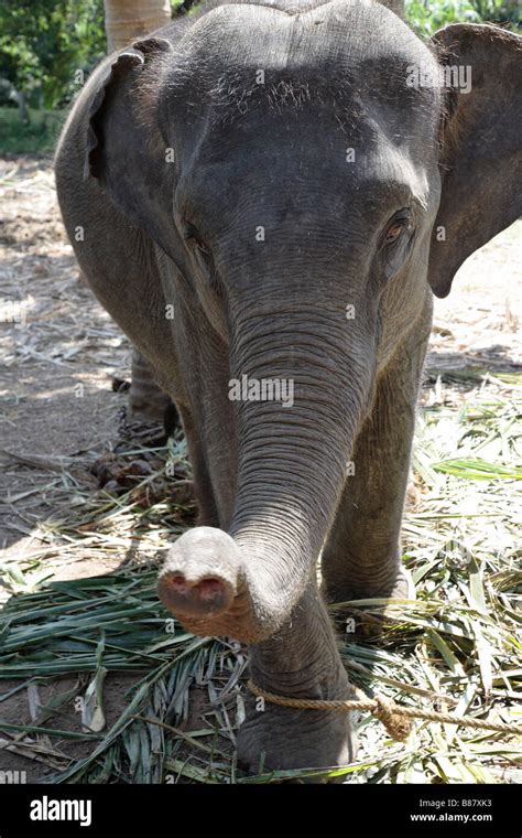 baby Indian elephant Stock Photo - Alamy