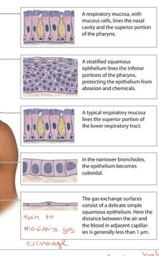 Pulmonary Physio Flashcards Quizlet