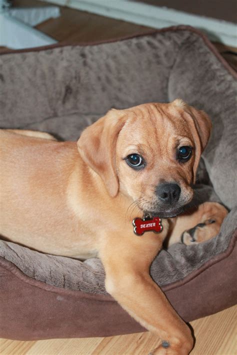 Adorable Puggle Puggle Cute Animals Pets