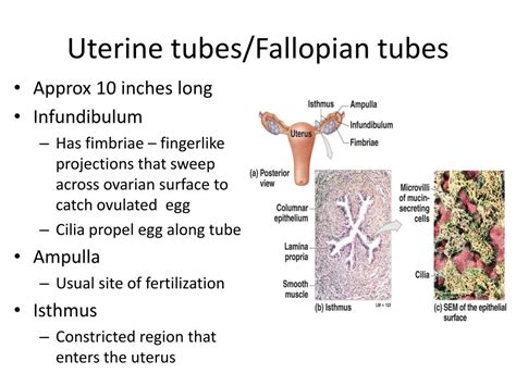 Ppt Chapter 26 The Reproductive System Part Ii Powerpoint