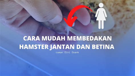 Cara Membedakan Hamster Jantan Dan Betina Di Usia Minggu Bulan