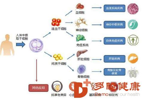 日本干细胞 干细胞与免疫细胞如何选择，哪个好？多睦健康海外高端医疗