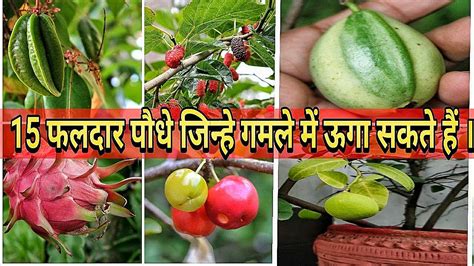 Top 15 Best Fruits To Grow In Pots In India Youtube