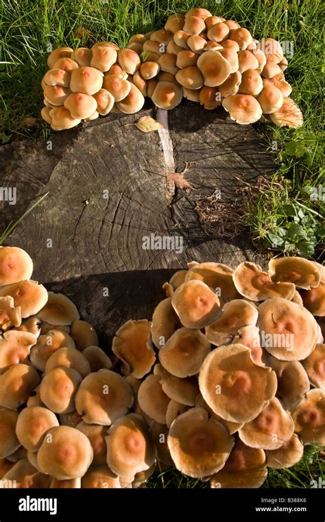 Hongos creciendo en un viejo tocón de árbol Fotografía de stock Alamy