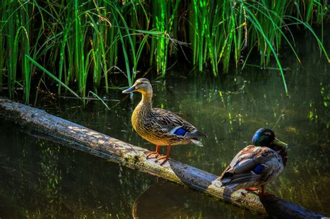 Patos Estanque Aves Acuáticas Foto gratis en Pixabay Pixabay