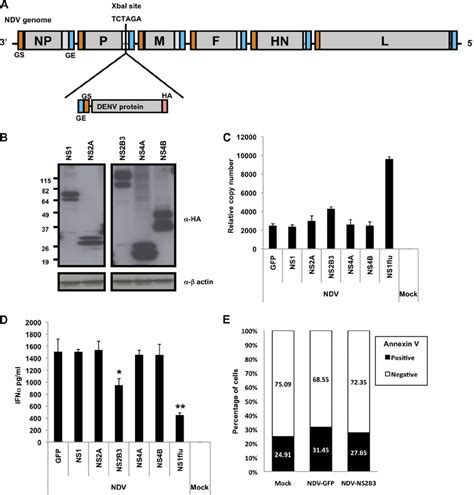 Denv Ns2b3 Protease Complex Reduces Type I Ifn Production In Human Dcs