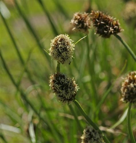 Carex vernacula Calflora