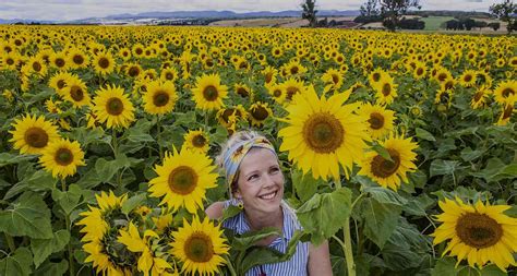 Farmer Creates Massive Sunflower Trail Growing 250,000 in a Pattern Out ...