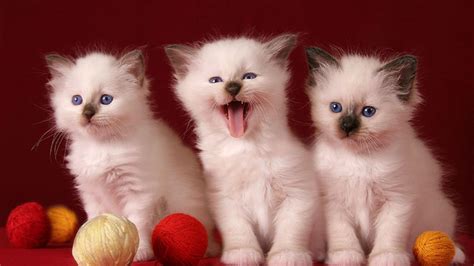 cute kittens hd desktop wallpaper widescreen high definition