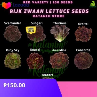 Katanim RZ Red Lettuce Seeds Collection 2 Repacked 100 Seeds Rijk