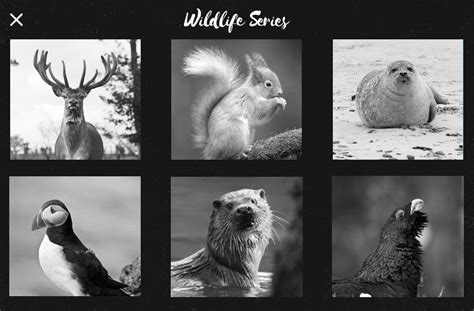 Scottish Wildlife Series