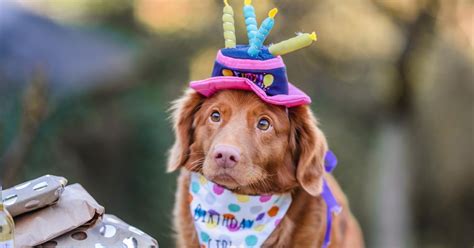 7 Dog Birthday Party Ideas for Your Pooch