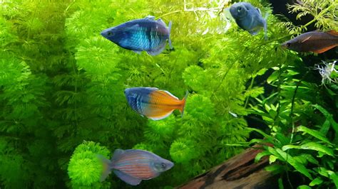 120g Planted Rainbowfish Aquarium Youtube