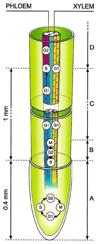 Régulation du cycle cellulaire dans le péricycle Dans le méristème