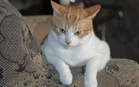 American Shorthair Orange Tabby