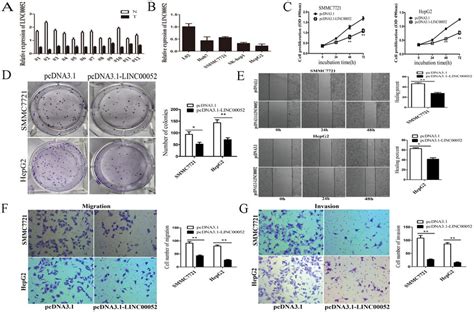 Linc00052 Was Downregulated In Hcc And Overexpression Of Linc00052