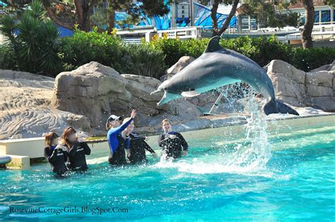 Rosevine Cottage Girls: Dolphin Encounter At Sea World