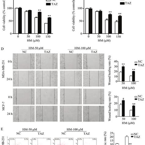 Overexpression Of Taz Inhibits The Anticancer Activities Of Hm A