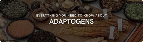 All About Adaptogens And What They Can Do For Your Health