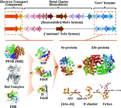 Upper Modular Arrangement Of Genes Required For MoFe And The Minimal