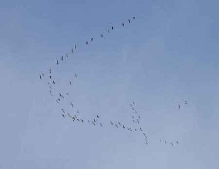 Spring Snow Goose Flocks