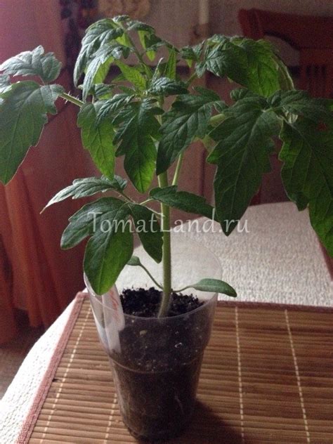 Томат Циндао: ОТЗЫВЫ (5), фото, урожайность, описание и характеристика ...