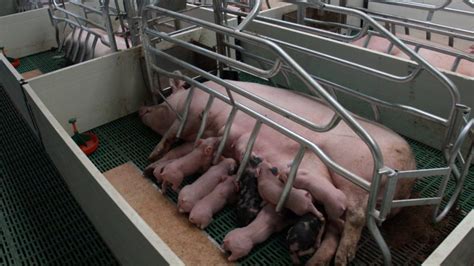 Jaulas Maternidad Para Granjas De Cerdas EUROGAN Farrowing Crates