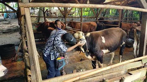 Aman Dikonsumsi Manusia Ini Cara Memasak Daging Hewan Kurban Yang