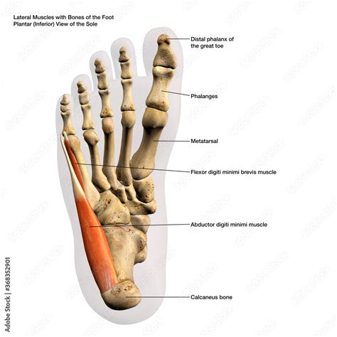 Lateral Muscles and Bones of the Foot Plantar View of the Sole, Labeled ...