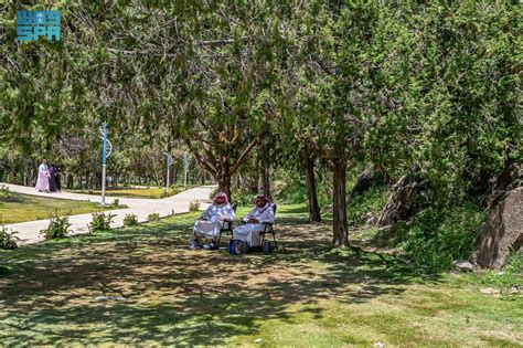 L Arbre Du Gen Vrier Ic Ne De La Beaut Et Du Tourisme Dans La