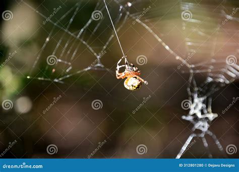 Orb Weaver Spider Weaving a Large Spider Web Stock Photo - Image of ...