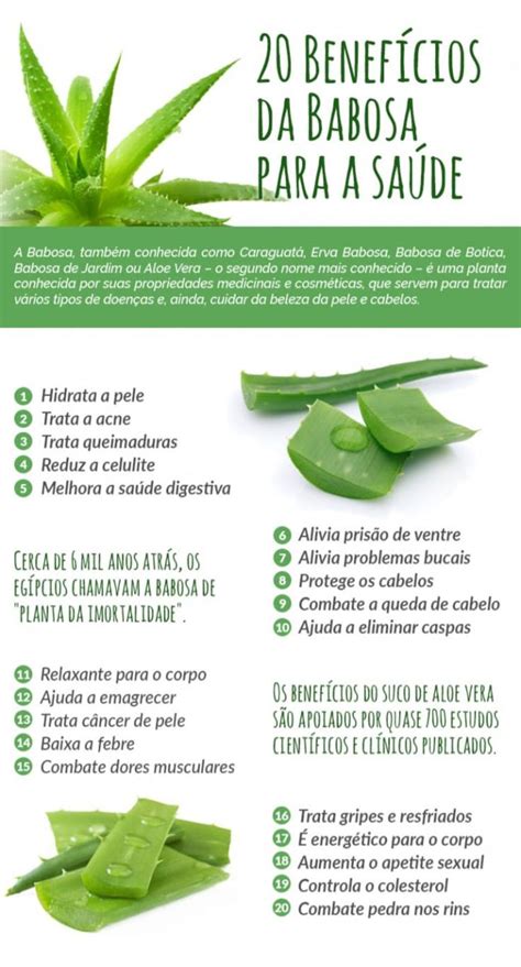 Oleo De Babosa Beneficios - BABOSA e seus BENEFÍCIOS para ter os MELHORES CUIDADO COM A PELE ...