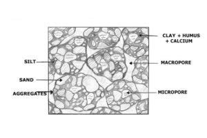 Granular soil structure – Symbiosis Agriculture