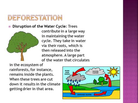 Deforestation Conservation Efforts Presentation Geography