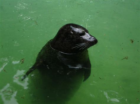 Common Seal by JollyStock on DeviantArt