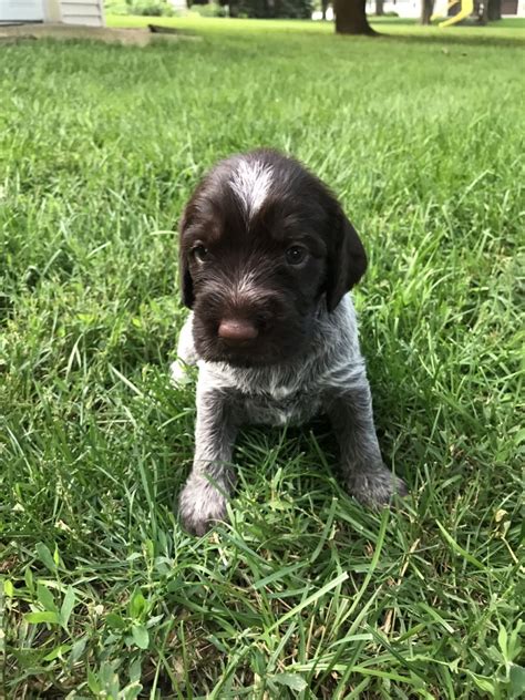 German Wirehaired Pointer Puppies For Sale | Orange City, IA #302615