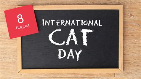 5 International Cat Day Memes to Post on Social Media | InvestorPlace