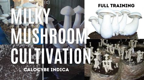 Milky Mushroom Cultivation Training How To Grow Milky Mushroom