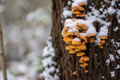 10 Wild Mushrooms Found in Winter - A-Z Animals