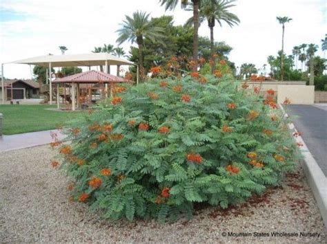 Pride Of Barbados Bird Of Paradise Great Low Water Blooming Plant