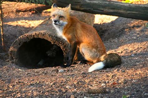 What Do Foxes Eat Fox Diets In The Wild And As Pets All Things Foxes