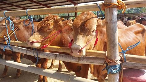 Limousin Super Calon Jumbo Di Pasar Sapi Kalioso Youtube