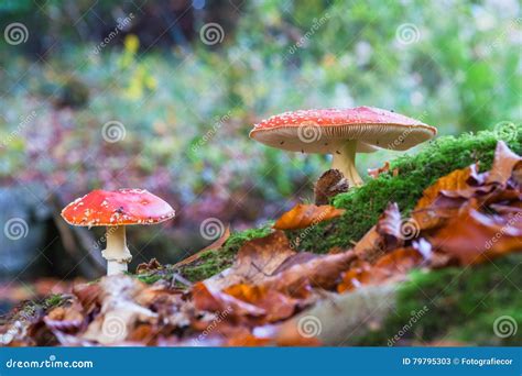 The Red And White Poisonous Toadstool Or Mushroom Called Amanita