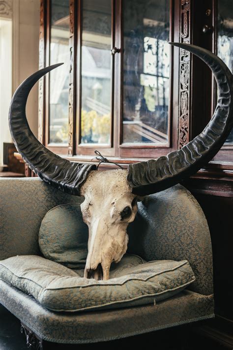 Antique Taxidermy Waterbuffalo Skull with Horns - The Store Yard