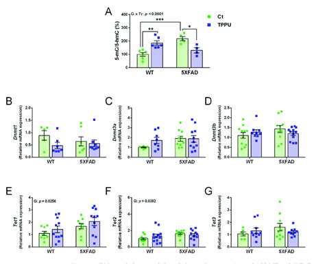 DNA Methylation And Demethylation Changes In 2 Month Old WT And 5XFAD